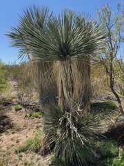 Yucca elata