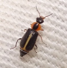 Attalus circumscriptus