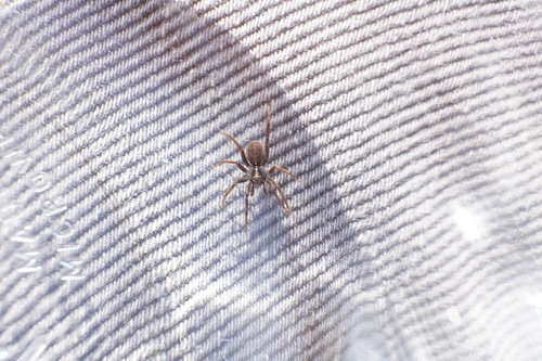 Shore Spider photo 5