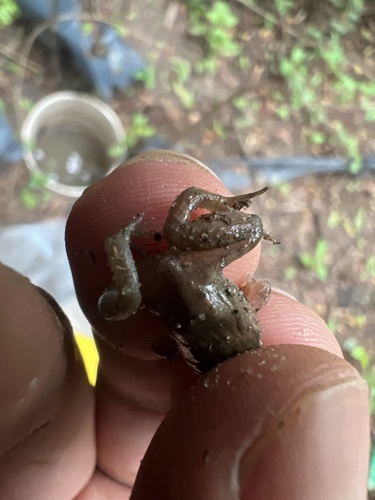 Pointedbelly Frog, Leptodactylus podicipinus