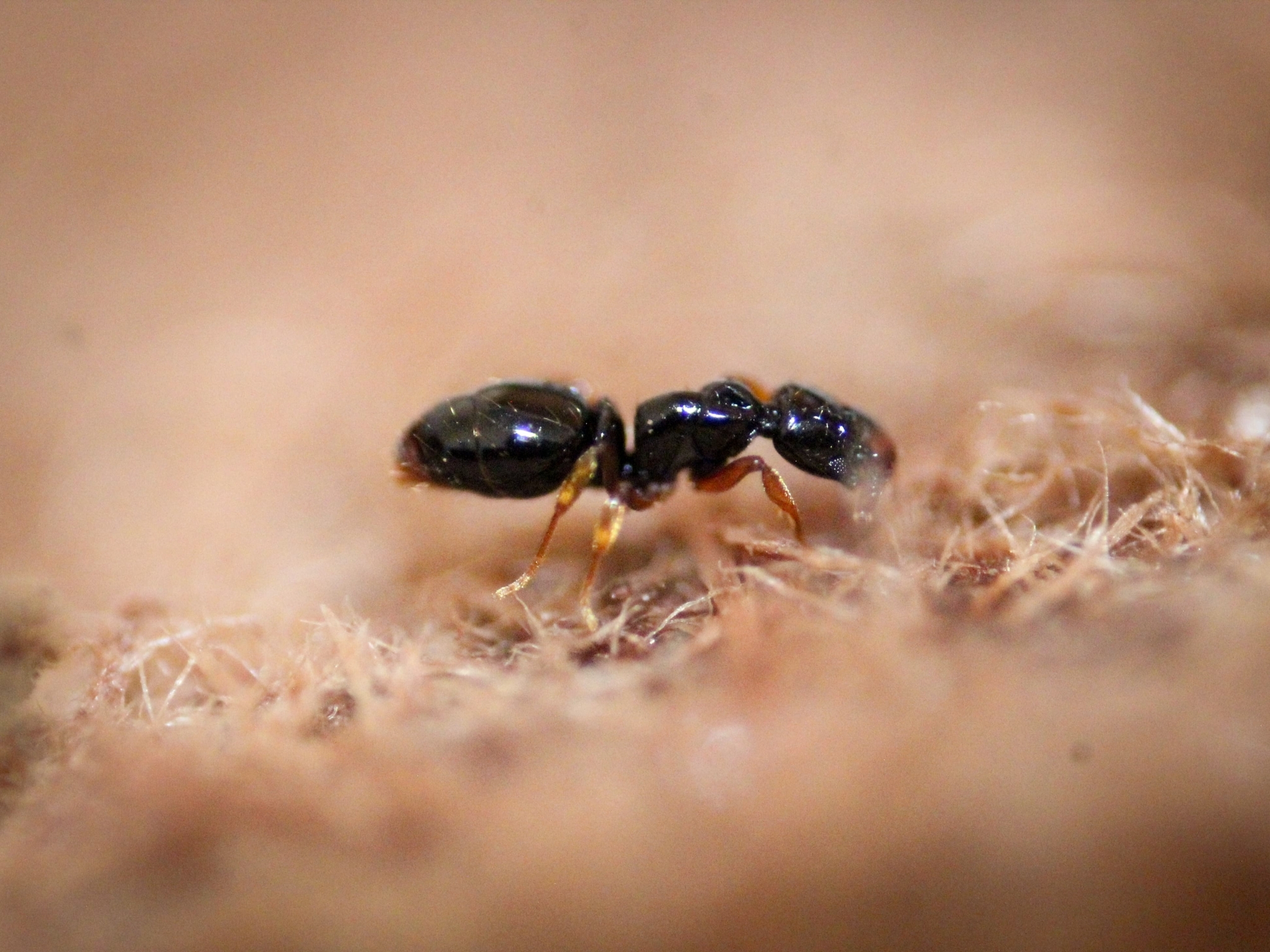 Thaumatomyrmex fraxini
