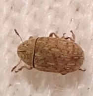 Trigonorhinus