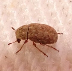 Trigonorhinus