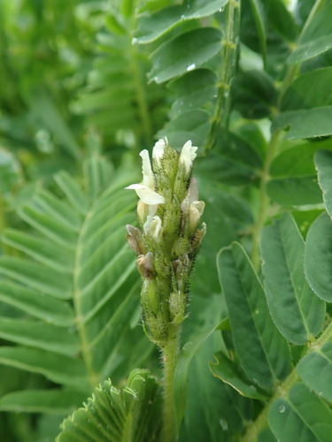 Image of Astragalus boeticus by (c) Daniel Cahen, some rights reserved (CC BY)