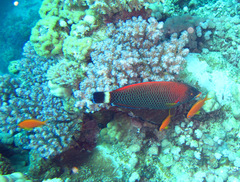 Pseudodax moluccanus