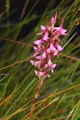 Disa rhodantha
