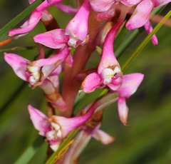 Disa rhodantha