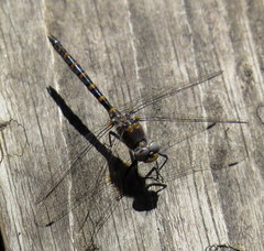 Williamsonia lintneri