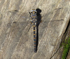 Williamsonia lintneri