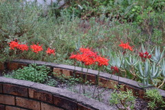 Nerine sarniensis