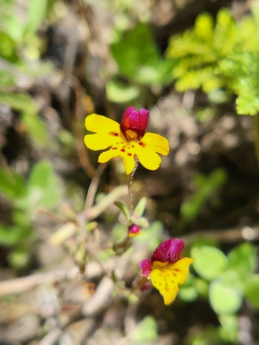 Image of Erythranthe barbata by (c) Nicole, some rights reserved (CC BY)