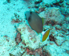 Sufflamen albicaudatum