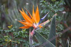 Strelitzia reginae reginae