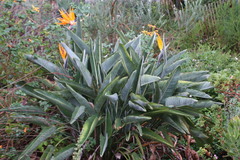 Strelitzia reginae reginae