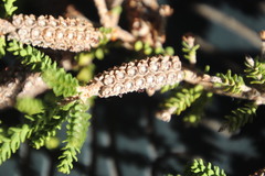 Melaleuca densa