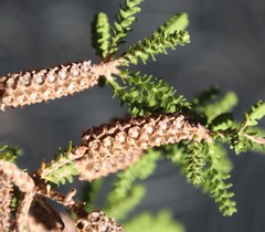 Melaleuca densa