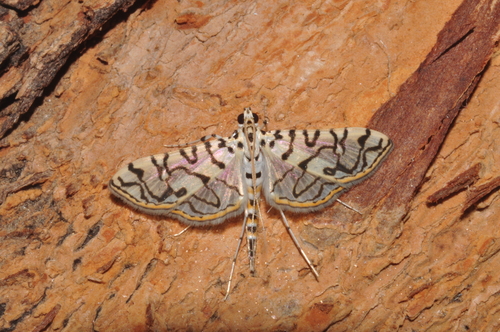Conchylodes aquaticalis