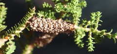 Melaleuca densa