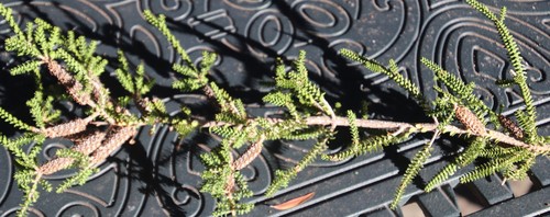 Image of Melaleuca densa by (c) Tony Rebelo, some rights reserved (CC BY-SA)