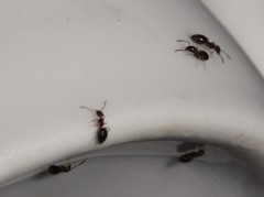 Technomyrmex pallipes