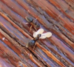 Technomyrmex pallipes