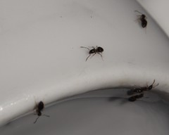 Technomyrmex pallipes