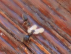 Technomyrmex pallipes