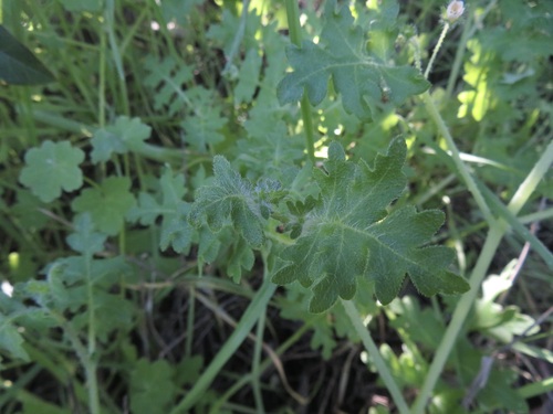 Image of Pholistoma racemosum by no rights reserved