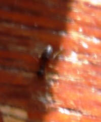 Technomyrmex pallipes