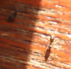 Technomyrmex pallipes