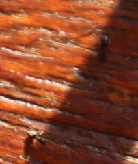 Technomyrmex pallipes