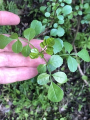 Fraxinus dipetala