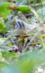 Arremonops chloronotus