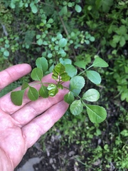 Fraxinus dipetala