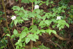 Viburnum erosum