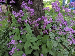 Lunaria