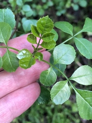 Fraxinus dipetala