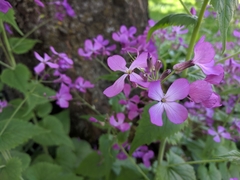 Lunaria
