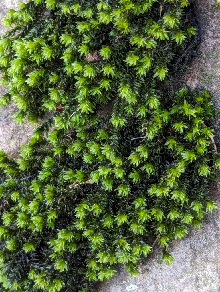 Yellow Fringe-moss
