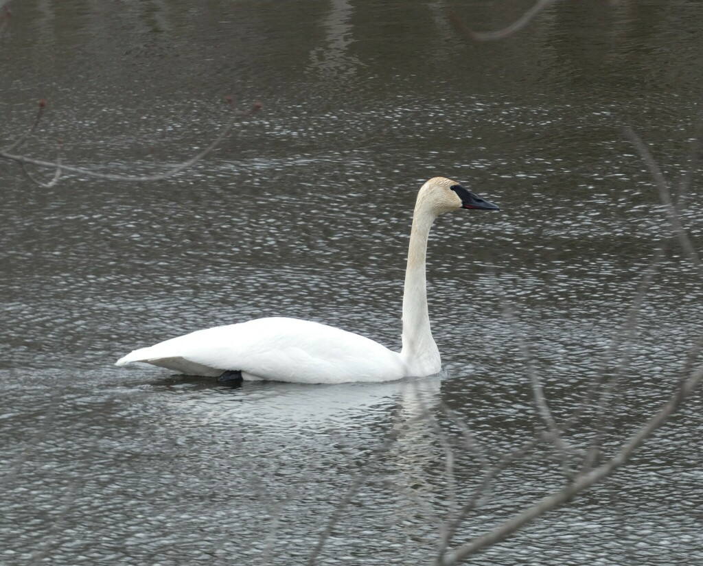 Cygnus buccinator from Sheffield Bridge Road, Lennox and Addington County, ON, Canada on 2024년 02월 25일 (일) at 09:54 오전... 
