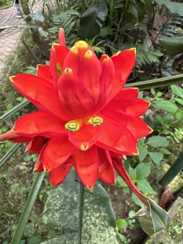 Foto de Bananeira-vermelha