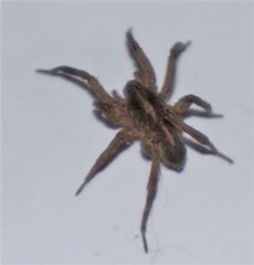 Trochosa terricola