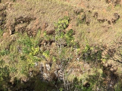 Fraxinus dipetala