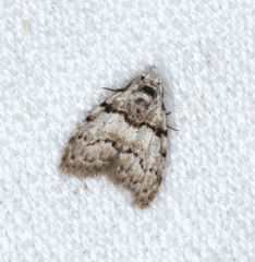 Nola pygmaeodes