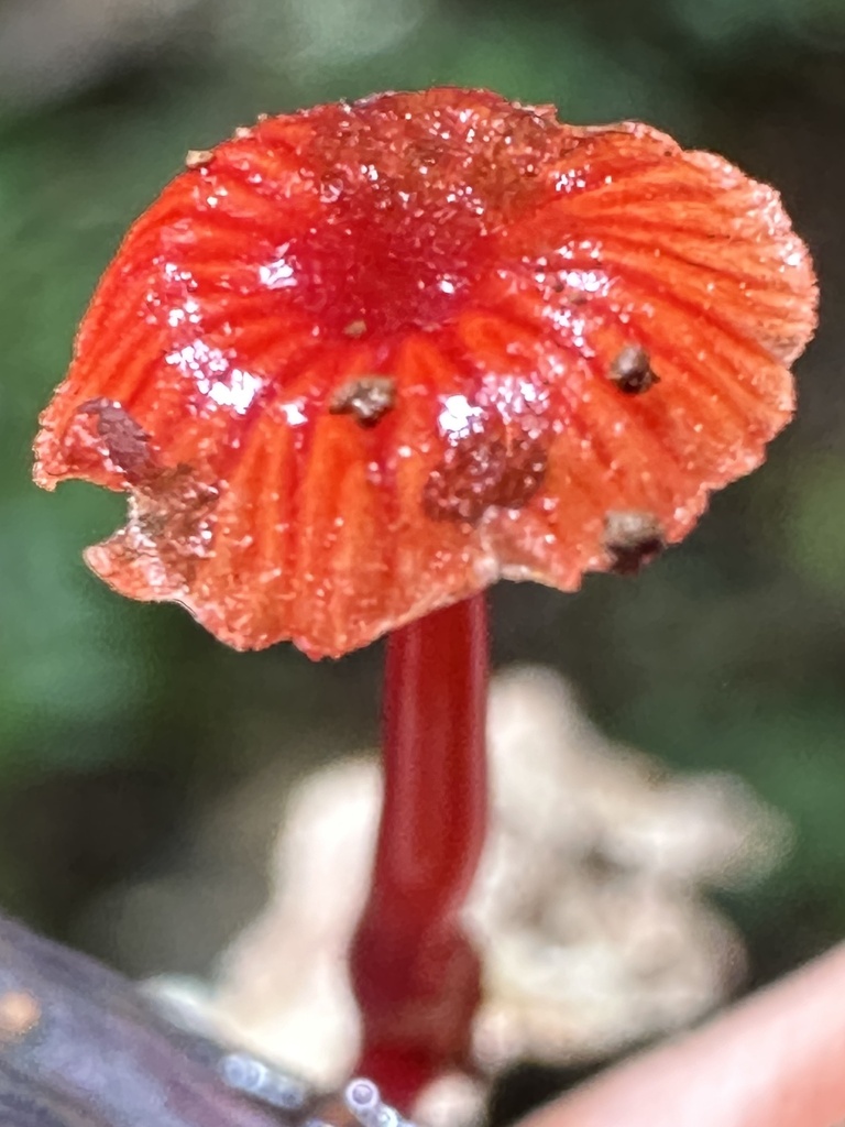 Ruby Bonnot ruby bonnet from Maiala Rd, Mount Glorious, QLD, AU on February 25 ...