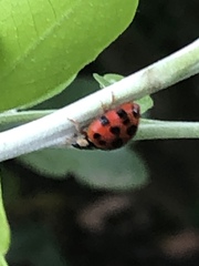 Harmonia axyridis
