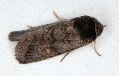 Proteuxoa restituta