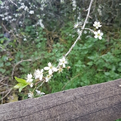 Prunus spinosa