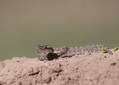 Bothrops ammodytoides