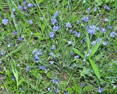 Sisyrinchium pruinosum